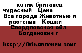 котик британец чудесный › Цена ­ 12 000 - Все города Животные и растения » Кошки   . Свердловская обл.,Богданович г.